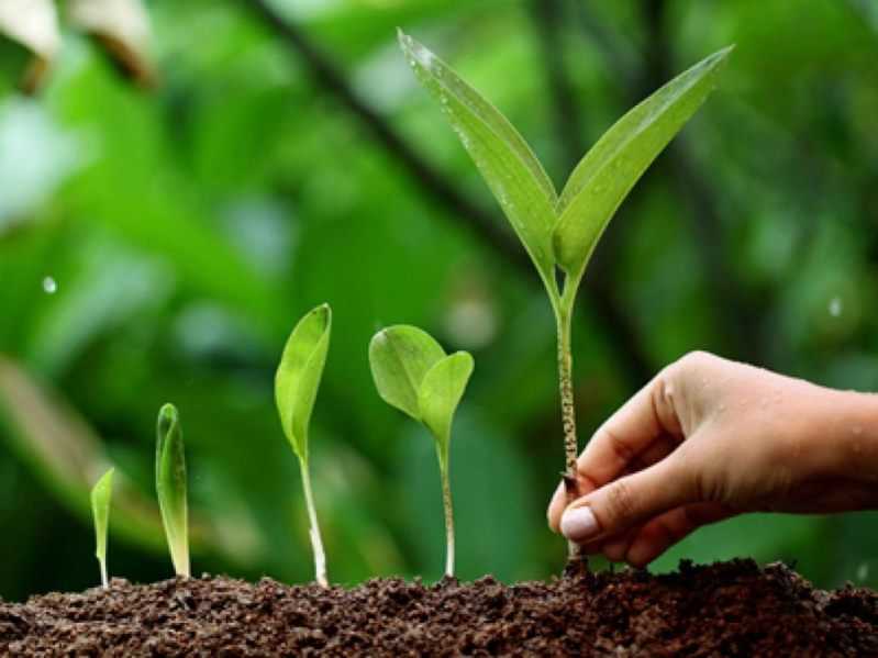 Tree Plantation Drive