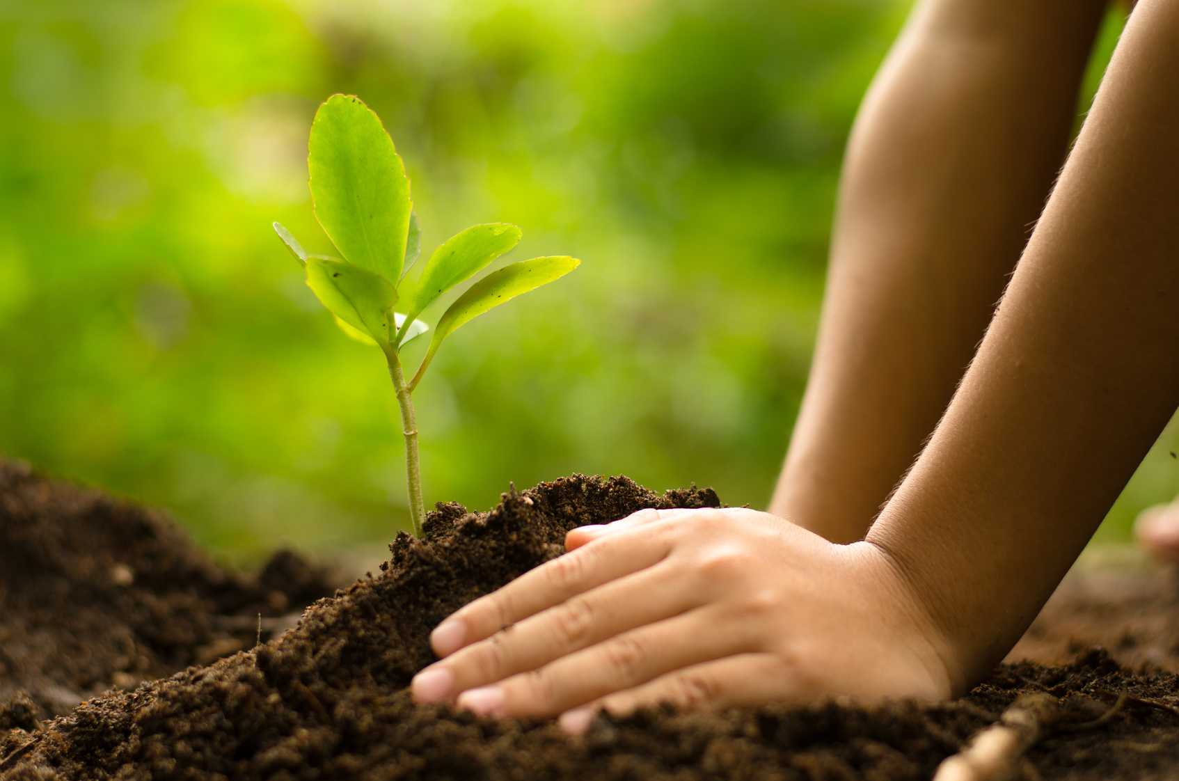 Tree Plantation Project