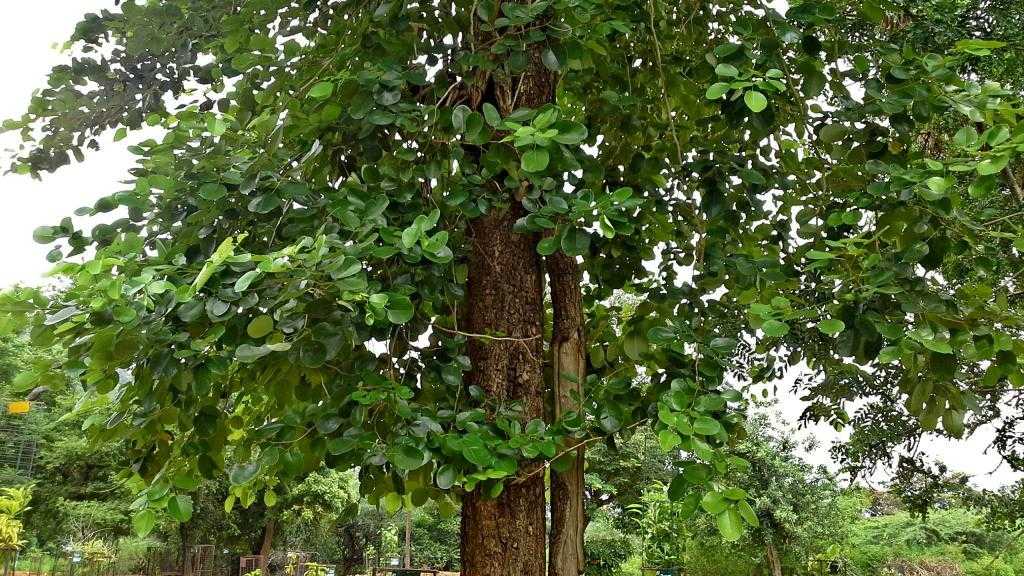 Gurgaon Bundh