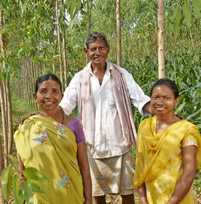 Social Forestry Programme 