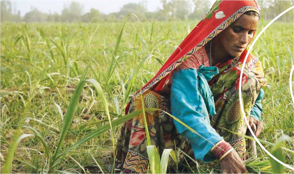 Dalmia Bharat Sugar creates Sustainable Sugarcane Farming and Efficient Farmers