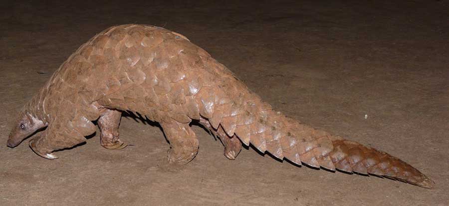 Conservation of Indian Pangolin through Community Participation in Konkan region Maharashtra, India 