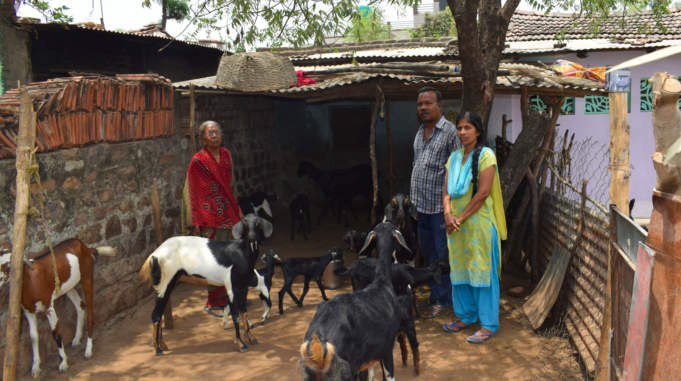ACC's Goat Rearing Program Rescues Families from Poverty in Hanuman Nagar
