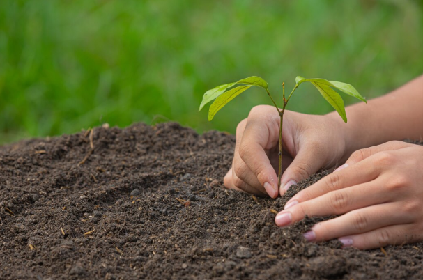 Aadhar Housing Finance Conducts Major Tree Plantation Drive in Bhilwara as Part of CSR Initiative