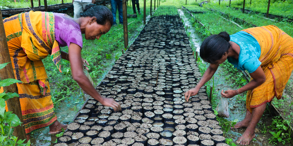 Non-Forest-Livelihoods-successfully-reduce-forest-dependency-in-Manas