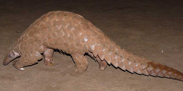 Conservation-of-Indian-Pangolin-through-Community-Participation-in-Konkan-region-Maharashtra,-India-