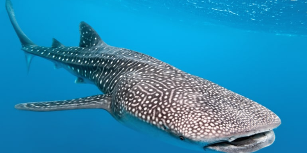 Whale-Shark-Project---Tata-Chemicals-