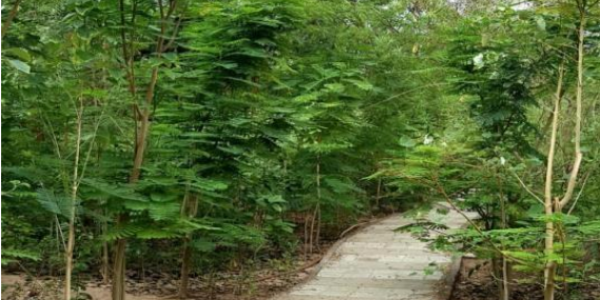 Rutuparna-Foundation--Creating-awareness-&-protecting-the-environment-for-more-than-10-Years