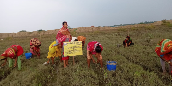 A-women’s-SHG-stands-guard-against-natural-calamity;-plants-mangroves.-Wins-Plan-India-Impact-Awards