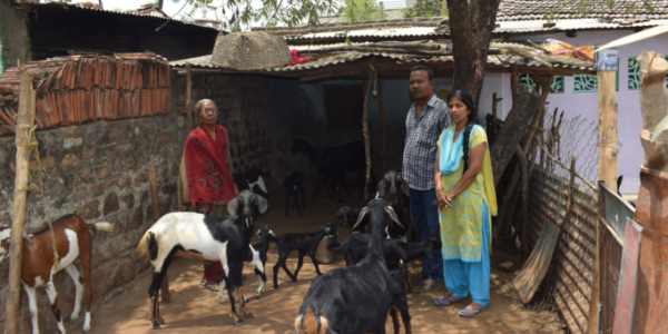 ACC's-Goat-Rearing-Program-Rescues-Families-from-Poverty-in-Hanuman-Nagar