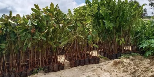 Anand-Malligavad's-Inspiring-Journey-from-Corporate-Success-to-Restoring-Bengaluru's-Lakes