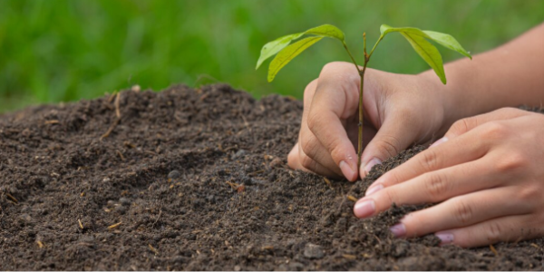 Aadhar-Housing-Finance-Conducts-Major-Tree-Plantation-Drive-in-Bhilwara-as-Part-of-CSR-Initiative