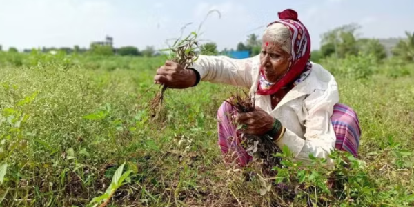 Godrej-Agrovet's-CSR-Initiative-Supports-Women-Farmers-Across-Nine-Cotton-Districts